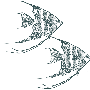 Carousel Image - Fish