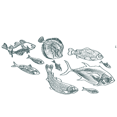 Carousel Image - Fish