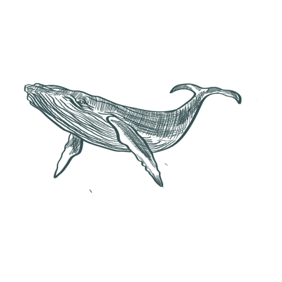 Carousel Image - Whale