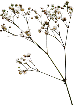 envelope branch